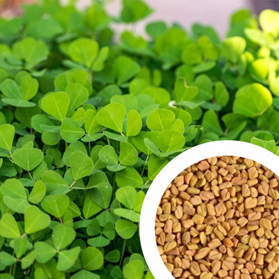 PSAgroinput Fenugreek (Methi) Seed(100 g)
