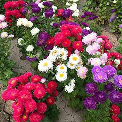 CYBEXIS Imp. Pink Chrysanthemum China Aster Seeds Seed(1 g)