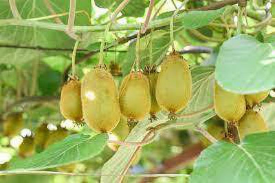 XOLDAA KIWI HYBRID F1 QUALITY FRUIT Seed(64 per packet)
