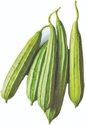 KANAYA Dhari Tori Seed(18 per packet)