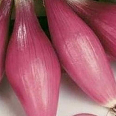 Qualtivate PUAS-4A Onion - Long Torpedo Shaped Rose Seed(500 per packet)