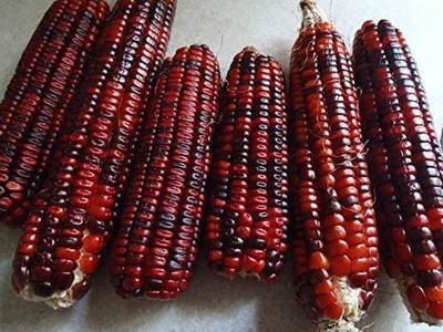 VibeX ® VMR-703 Floriani Red Flint Corn Seed(500 per packet)