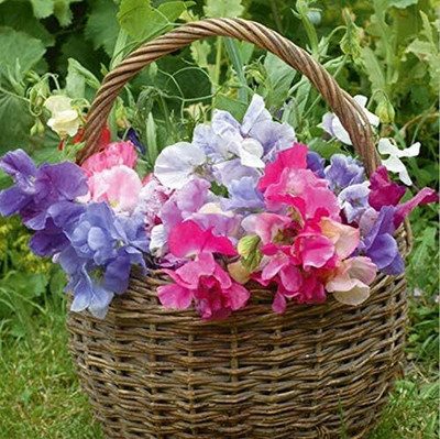 Qualtivate PUAS-5A Mix Sweet Pea Flowers Seeds Seed(200 per packet)