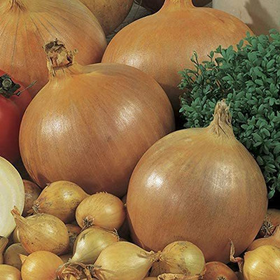 CYBEXIS KGF -37 - Hybrid Onion Succulent Sweet - (4500 Seeds) Seed(4500 per packet)