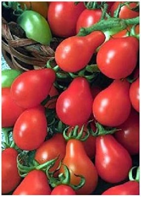 KNESSiN Tomato Red Pear Seed(500 per packet)