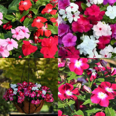 ibains Vinca flower seeds hybrid mix colour bij 37 Seed(37 per packet)