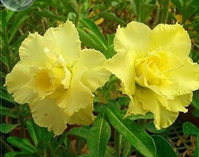 Qualtivate ATS-190 Mixed 9 Types Double Desert Rose Seeds Seed(30 per packet)