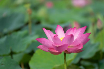 ABN Retail lotus,kamal gatta Seed(10 per packet)