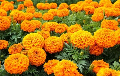 VERTISE African Hybrid Marigold (Genda) Seeds Orange Seed(500 per packet)