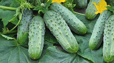 WILLVINE GUA-567 Pickling Cucumber Open-Pollinated Seed(200 per packet)