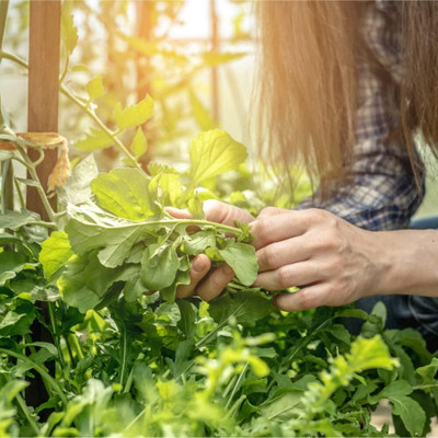 Qualtivate NBIR-24 Wild Arugula Seeds Seed(500 per packet)