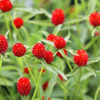 BDSresolve Hybrid Gomphrena Mixed Flower Seeds Seed(30 per packet)
