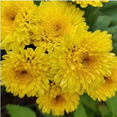 Lorvox Chrysanthamum Mix/Chamanti Seed(120 per packet)
