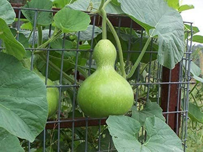 CYBEXIS ATS-33 - Smallfruit Bottle Gourd Vegetable - (900 Seeds) Seed(900 per packet)