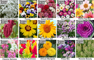 Agrey combo of 15 variety flower seeds with instruction manual. Seed(15 per packet)