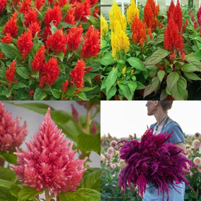 ibains Celosia argentea seeds 20 Seed(20 per packet)