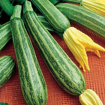 VibeX XL-80 - Zucchini Gren Tiger - (675 Seeds) Seed(675 per packet)