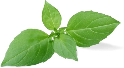 Qualtivate HUA-4 Basil Lime Garden Herb Seed(1000 per packet)