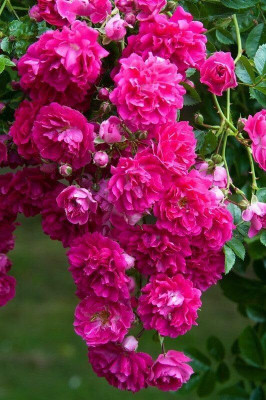 CRGO ROSE , GULAAB Seed(65 per packet)