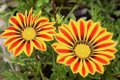 Aywal Gazania Flower Seed(70 per packet)