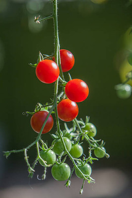 Arshiayat tomato Seed(80 per packet)