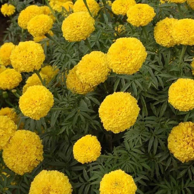 ibains Indus genda seeds Seed(72 per packet)