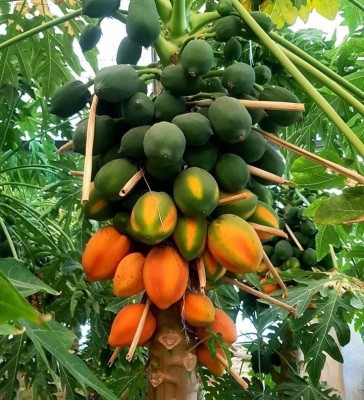 abiswas Red lady papaya fruit seeds for home garden Seed(1300 per packet)