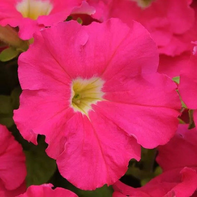 WHADE Dreams Rose Petunia Seed(70 per packet)