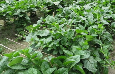 DEYS AGRO ® special hybrid malabar spinach seeds,Climbing Leafy poi saag vegetable Seed(125 per packet)