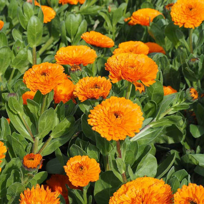GREENSEA Calendula Flower Seed(30 per packet)