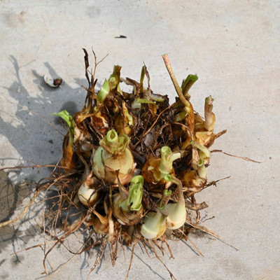 GISLENUS rajani bulb Seed(10 per packet)
