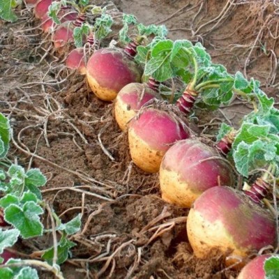 Quentova Turnip Golden Ball Purple-VDI-2B Seed(300 per packet)