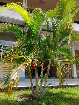 BDSresolve palm tree seeds for home garden/palm seed 6 Seed(6 per packet)