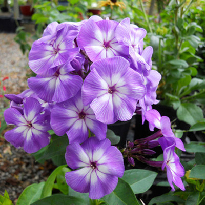 CEZIUS Phlox paniculata 'Laura' Seed(50 per packet)