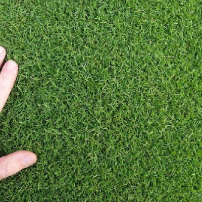 BDSresolve green grass seeds/Lawn Grass Seeds 8000 Seed(8000 per packet)