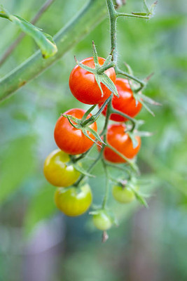 CORUS tomato Seed(110 per packet)