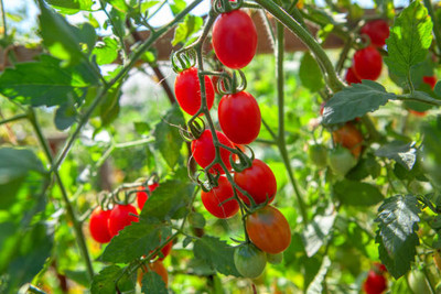 Bahan Traders tomato Seed(120 per packet)
