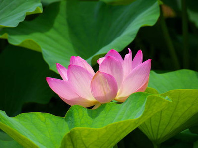 JayShriShyam lotus,kamal seeds Seed(20 per packet)