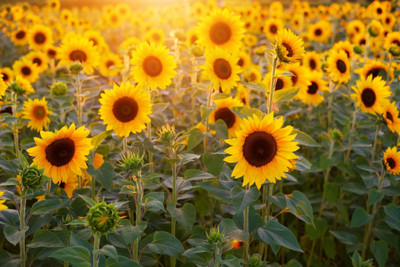 the green dotcom big sunflower seeds Seed(30 per packet)