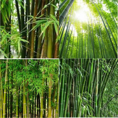 ibains Hybrid bamboo plant seeds bij 70 Seed(70 per packet)