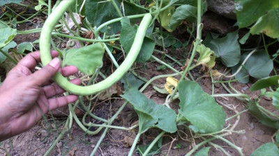 CYBEXIS LX-13 - Hybrid Tar Kakri - (450 Seeds) Seed(450 per packet)