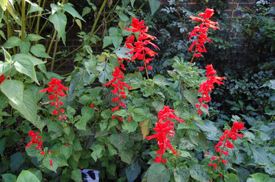 Quentova Salvia splendens Flower-VDI-4F Seed(100 per packet)