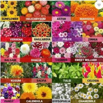 LPR MIX COMBO, FLOWER COMBOO Seed(15 per packet)