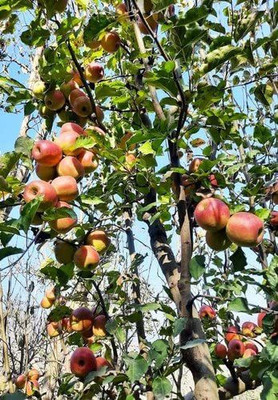 KANAYA Apple Seed(10 per packet)