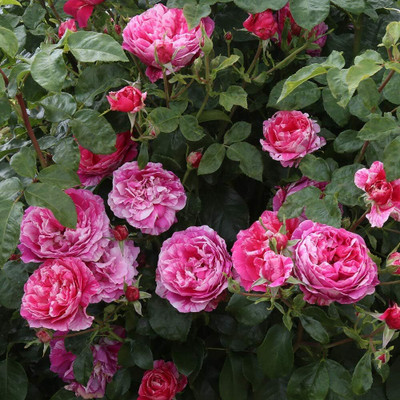 Qualtivate GBPT-5A Raspberry Cream Twirl Climbing Rose Seed(25 per packet)