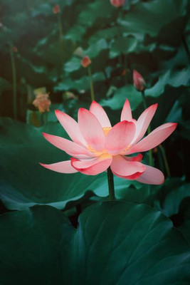 KANAYA lotus,kamal gatta Seed(14 per packet)