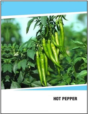 CYBEXIS Hybrid Hot Pepper Chilli Seeds(1000 Seeds) Seed(1000 per packet)
