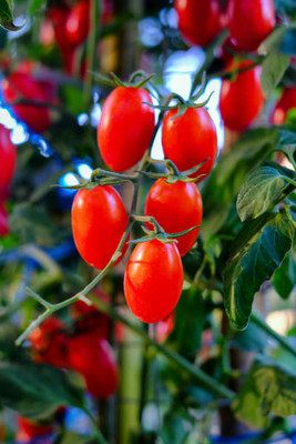 True Elements tomato Seed(65 per packet)