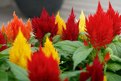 Lorvox Celosia Pulmosa Flower -Mixed Color Seed(40 per packet)
