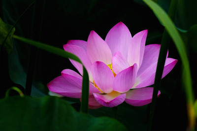 GREENZ lotus,kamal gatta Seed(15 per packet)